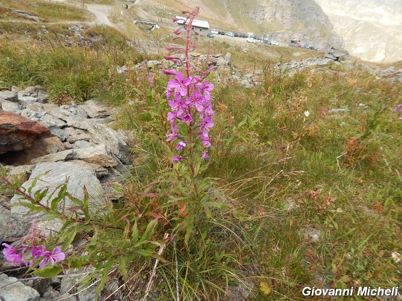 Chamaenerion angustifolium (ex Epilobium angustifolium).